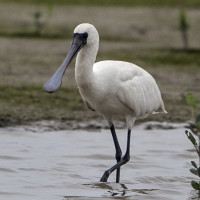 Black-faced Spoonbill